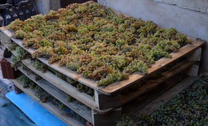 grapes drying