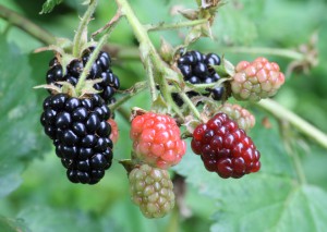 Ripe,_ripening,_and_green_blackberries