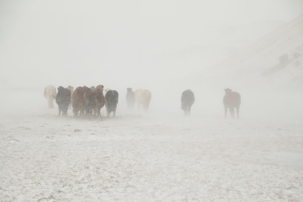 Horses in blizzard