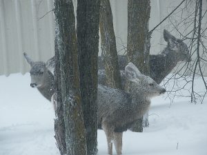 Deer in snow under trees