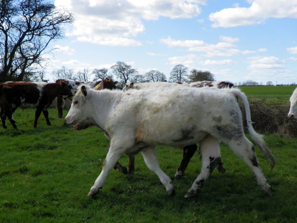 Young cattle