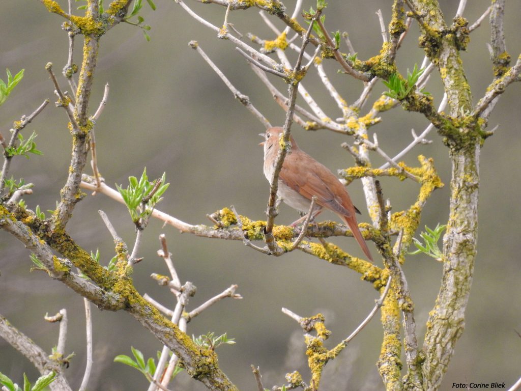 Nightingale in tree with spring shoots