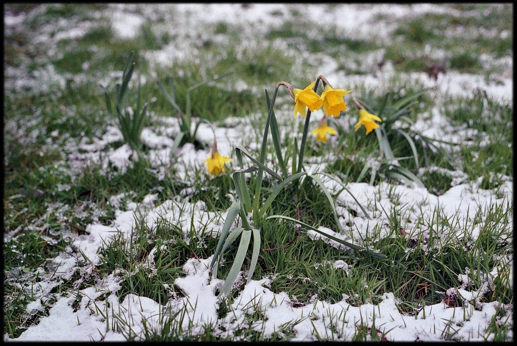 Spring flowers emerging from snow