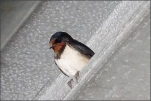 Swallow on frozen ledge