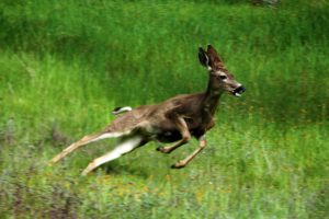 Deer running in field