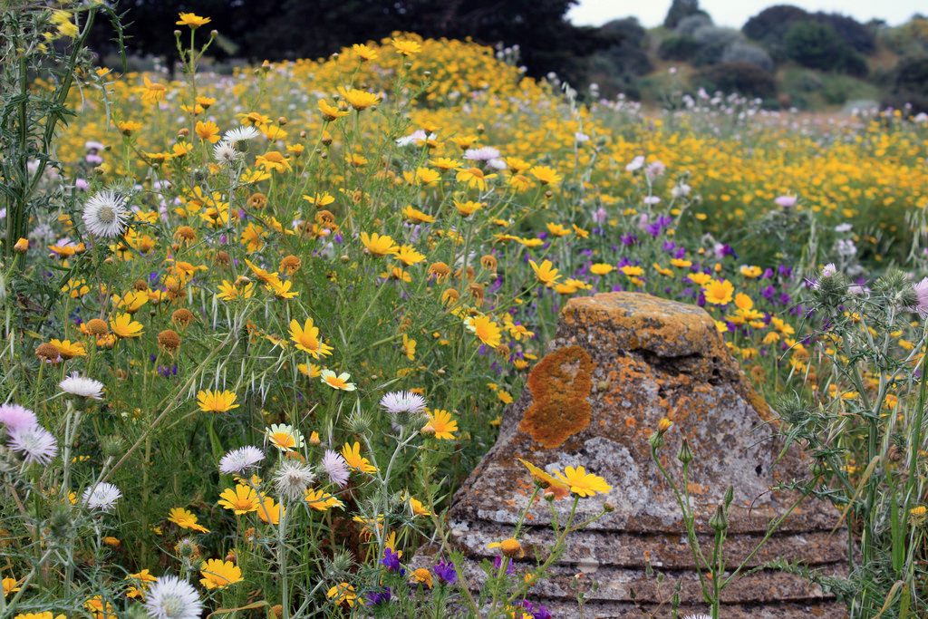 Spring flowers and ruin