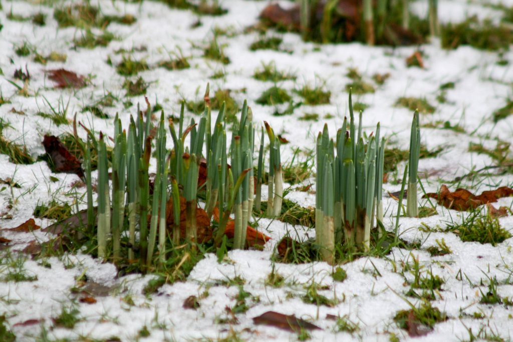 Green shoots emerging from snow