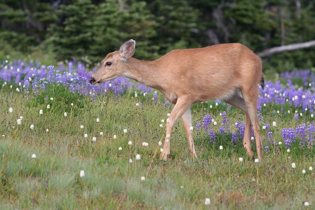 Deer in flower meadow