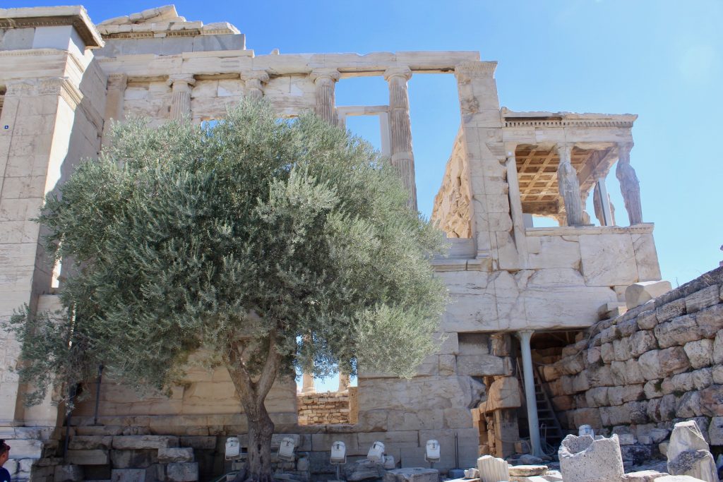 Olive tree Acropolis