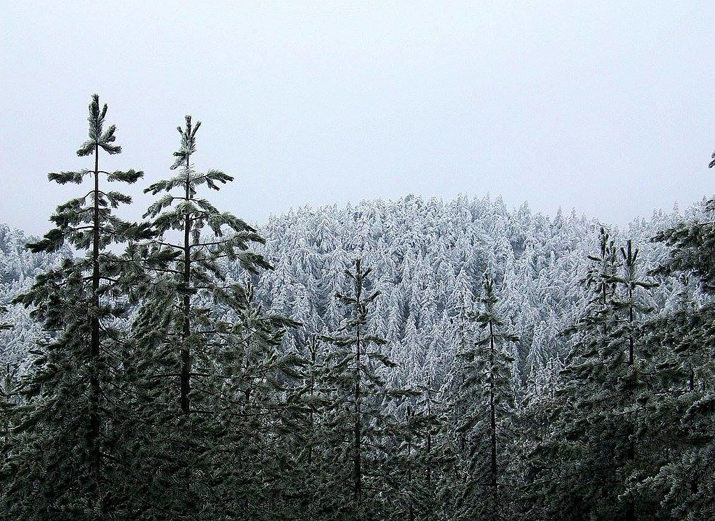 Photo: fir and pine
