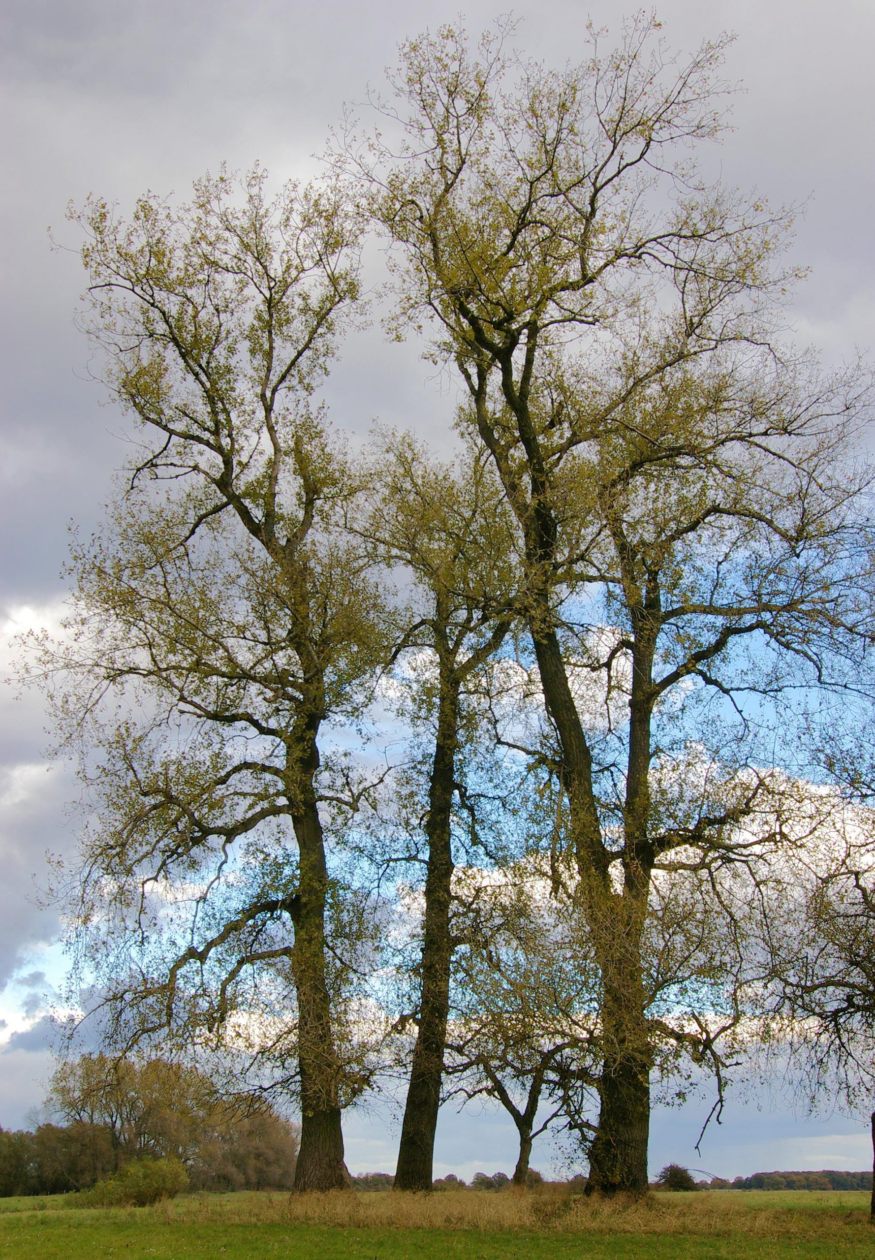 Photo: black poplar trees