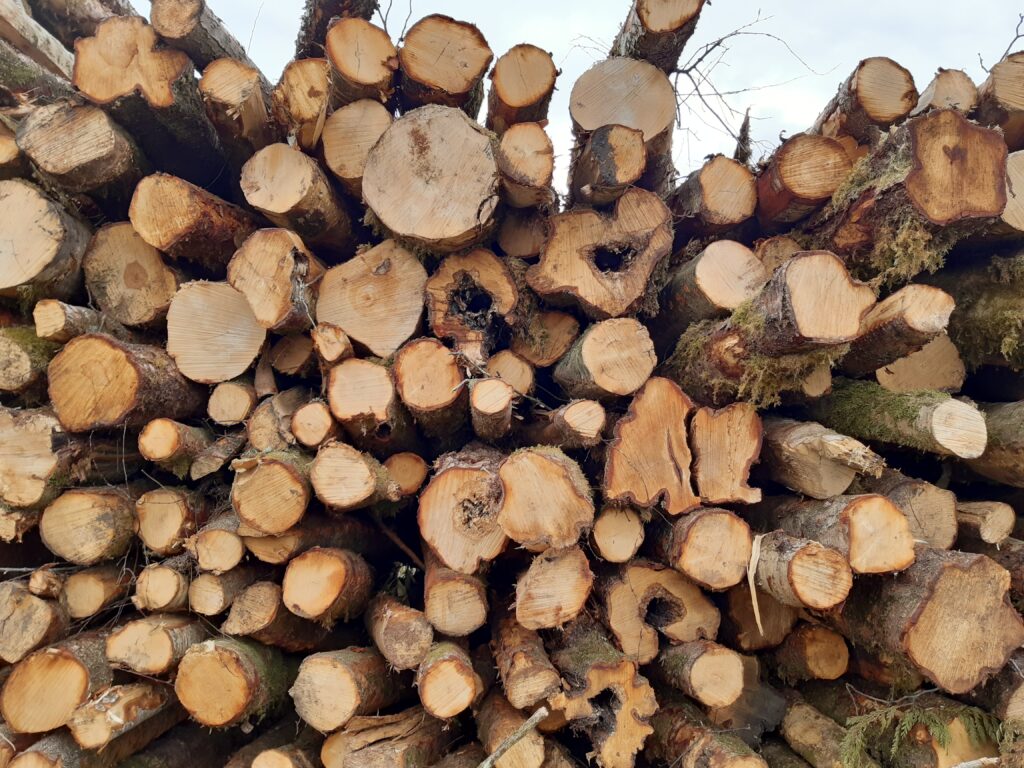 Photo: stack of felled trees