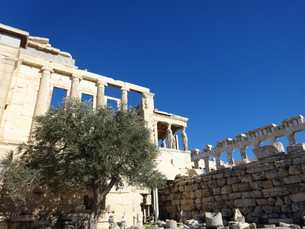 Photo: Olive tree, Acropolis, Athens